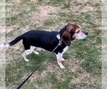 Small Photo #4 Beagle Puppy For Sale in Clinton , MI, USA