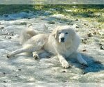 Small Photo #5 Great Pyrenees Puppy For Sale in Garland, TX, USA