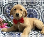 Small Photo #3 Golden Retriever Puppy For Sale in LANCASTER, PA, USA