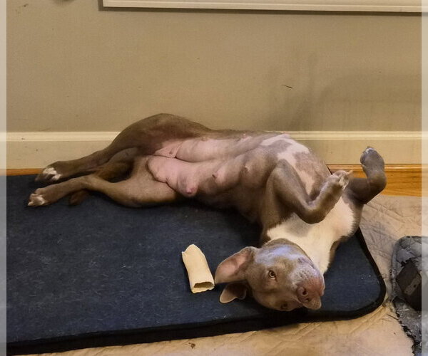 Medium Photo #8 Labrador Retriever-Unknown Mix Puppy For Sale in Holly Springs, NC, USA