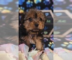 Small Photo #8 Yorkshire Terrier Puppy For Sale in AKRON, OH, USA
