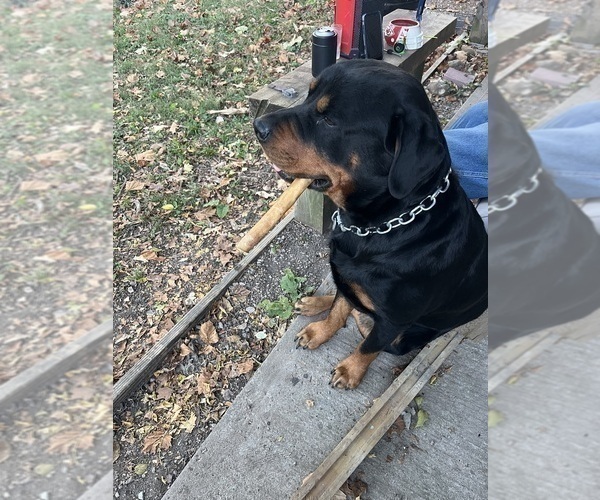 Medium Photo #1 Rottweiler Puppy For Sale in MARSHALL, MO, USA