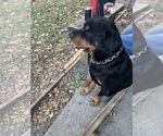 Small Photo #1 Rottweiler Puppy For Sale in MARSHALL, MO, USA