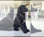 Puppy Zoey Newfoundland