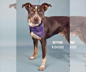 Mutt Dogs for adoption in Bakersfield, CA, USA