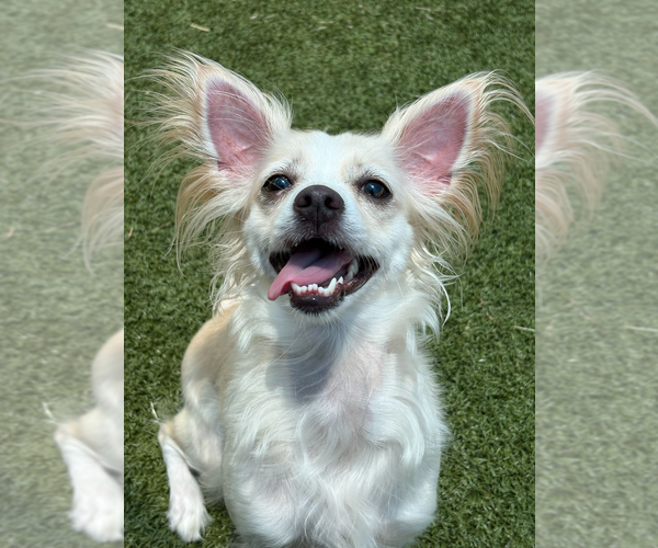 Medium Photo #1 Chihuahua-Unknown Mix Puppy For Sale in Andover, MN, USA