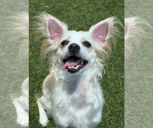 Chihuahua-Unknown Mix Dogs for adoption in Andover, MN, USA
