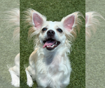 Small Chihuahua Mix