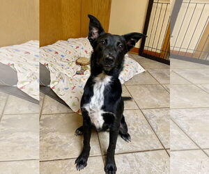 Mutt Dogs for adoption in Hillsboro, MO, USA