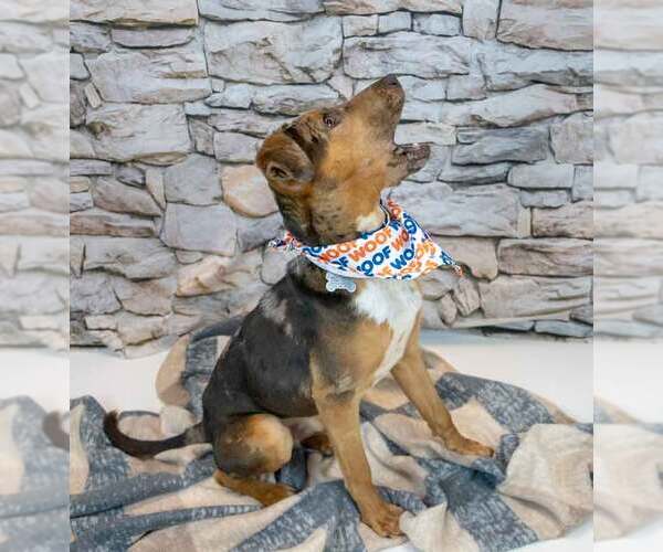 Medium Photo #4 Catahoula Leopard Dog-Unknown Mix Puppy For Sale in Kennesaw, GA, USA