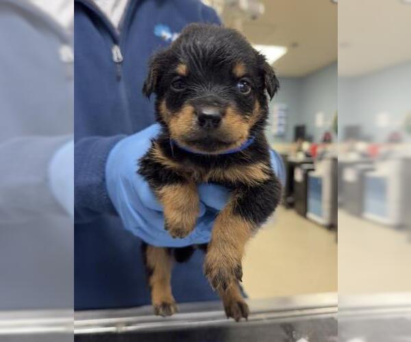 Medium Photo #1 Doberman Pinscher Puppy For Sale in Riverside, CA, USA