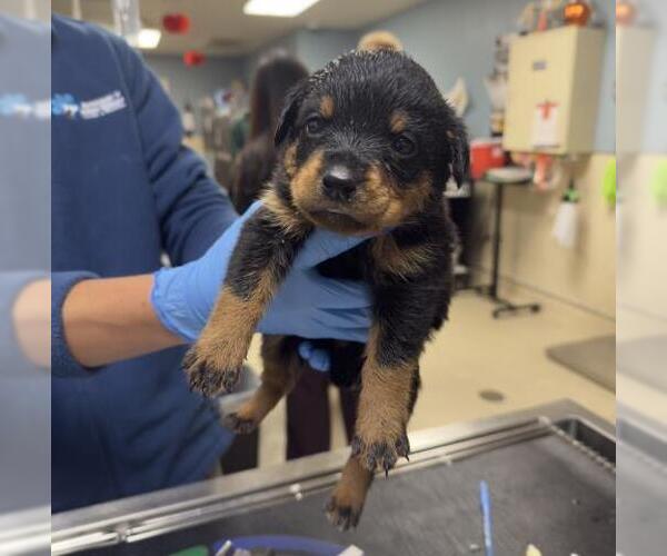 Medium Photo #1 Doberman Pinscher Puppy For Sale in Riverside, CA, USA