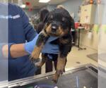FANTA - Female Doberman Pinscher Dog for Adoption - Small photo