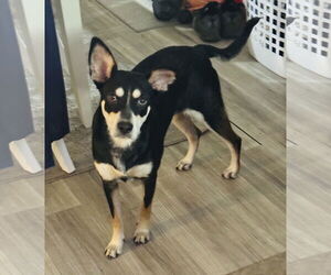 COURTESY POST: Lyla - Female Siberian Husky-Unknown Mix Dog for Adoption - Photo #2