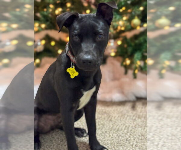 Medium Photo #8 Mutt Puppy For Sale in Sandy, UT, USA