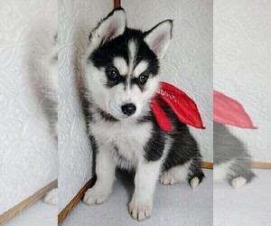 Siberian Husky Puppy for sale in MOUNT AYR, IA, USA