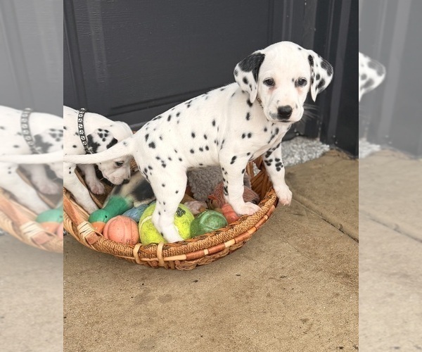 Medium Photo #6 Dalmatian Puppy For Sale in ADDISON, IL, USA