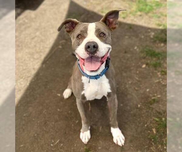 Medium Photo #2 American Staffordshire Terrier Puppy For Sale in Camarillo, CA, USA