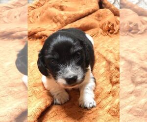 Dachshund Puppy for sale in VADER, WA, USA