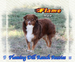 Image preview for Ad Listing. Nickname: Flame