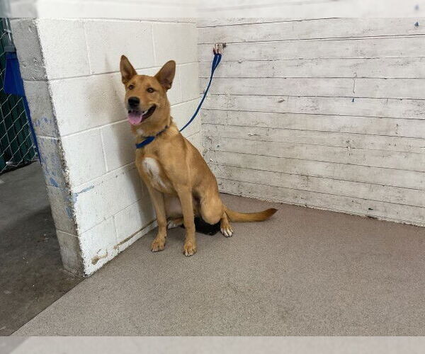 Medium Photo #1 German Shepherd Dog Puppy For Sale in San Bernardino, CA, USA