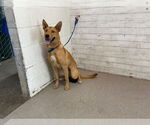 Small German Shepherd Dog