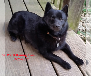 Father of the Schipperke puppies born on 03/31/2019
