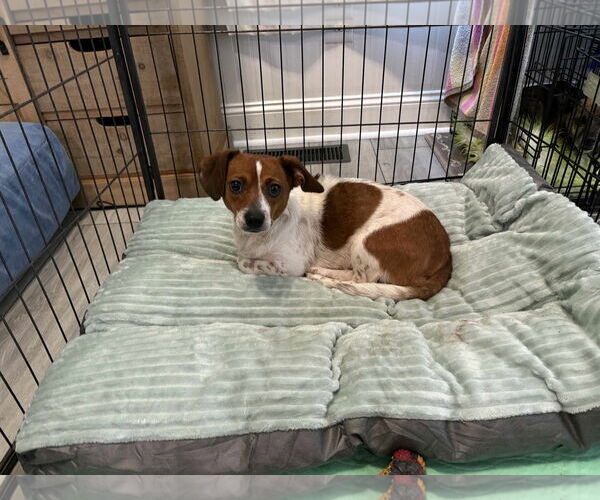 Medium Photo #4 Chihuahua-Unknown Mix Puppy For Sale in Holly Springs, NC, USA