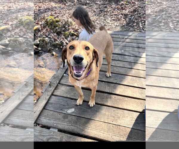 Medium Photo #1 Mutt Puppy For Sale in Tracy City, TN, USA