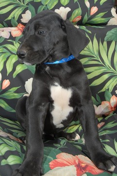 Medium Photo #1 Great Dane Puppy For Sale in CONOVER, NC, USA