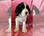 Puppy Blue Collar English Springer Spaniel