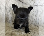 Small #9 French Bulldog