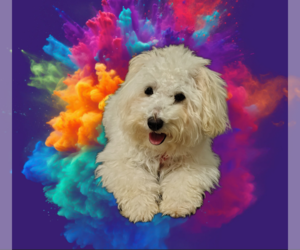 Poodle (Miniature) Puppy for sale in KINGWOOD, TX, USA