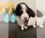 Small Photo #2 Bernese Mountain Dog Puppy For Sale in AZLE, TX, USA