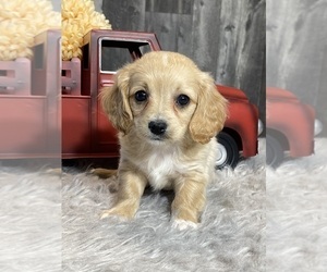 Cavalier King Charles Spaniel-Poovanese Mix Puppy for sale in CANOGA, NY, USA