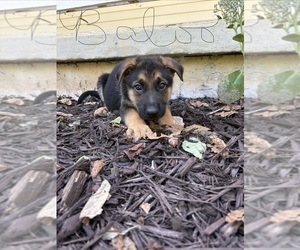 German Shepherd Dog Puppy for sale in FORT WAYNE, IN, USA
