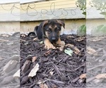 Small German Shepherd Dog