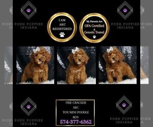 Poodle (Toy) Puppy for sale in WARSAW, IN, USA