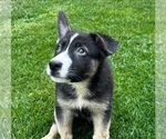 Small Photo #19 German Shepherd Dog Puppy For Sale in JURUPA VALLEY, CA, USA