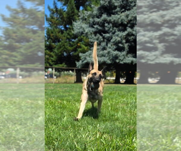 Medium Photo #3 Mutt Puppy For Sale in Imlay City, MI, USA