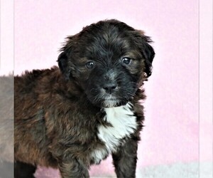 Poodle (Miniature)-Saint Bernard Mix Puppy for sale in SYRACUSE, IN, USA