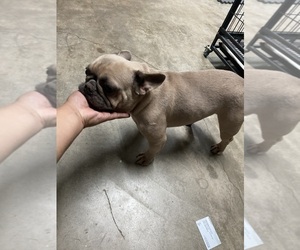 Mother of the French Bulldog puppies born on 05/13/2021
