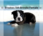 Small #9 Boston Terrier