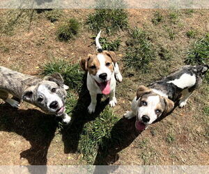 Mutt Dogs for adoption in Shelburne, VT, USA