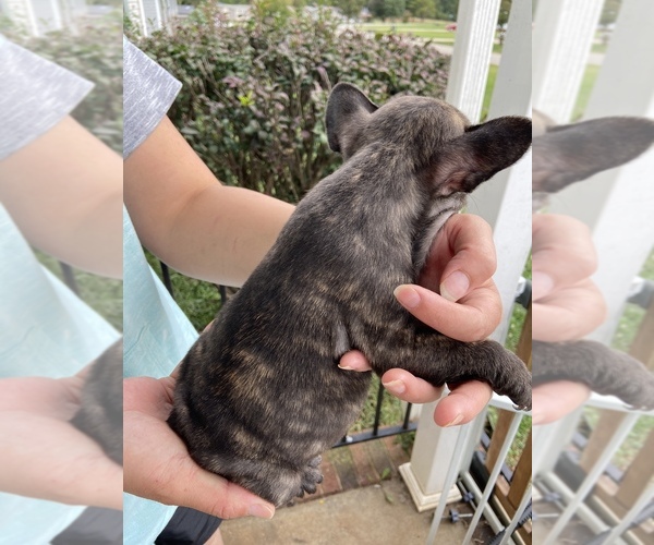 Medium Photo #11 French Bulldog Puppy For Sale in CLEVELAND, NC, USA