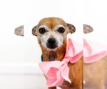 Small #2 Chihuahua