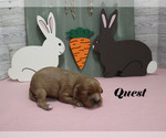 Small #4 Cavalier King Charles Spaniel