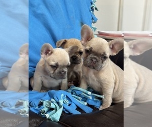 French Bulldog Litter for sale in DEER TRAIL, CO, USA