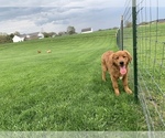 Small Photo #2 Golden Retriever Puppy For Sale in RITTMAN, OH, USA