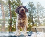 Small Photo #7 German Shorthaired Pointer Puppy For Sale in WOODLAND PARK, CO, USA